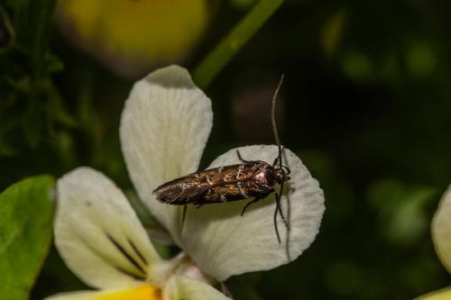 Réf. 203 803 : Pancalia schwarzella
